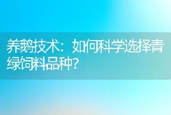 养鹅技术：如何科学选择青绿饲料品种？