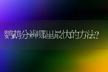 鹦鹉分辨哪里最快的方法？