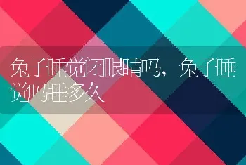 兔子睡觉闭眼睛吗，兔子睡觉吗睡多久