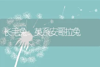 长毛兔：英系安哥拉兔