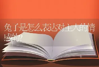 兔子是怎么表达对主人的情感的？