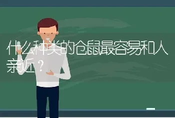 什么种类的仓鼠最容易和人亲近？