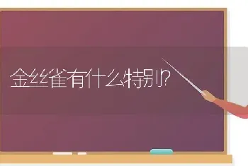 金丝雀有什么特别？