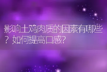 影响土鸡肉质的因素有哪些？如何提高口感？