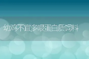 幼鸡不宜多喂蛋白质饲料