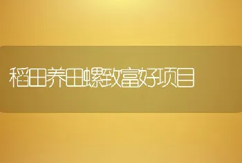 稻田养田螺致富好项目