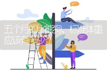 五个月的比熊狗、标准体重应该有多少？