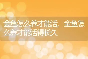 金鱼怎么养才能活，金鱼怎么养才能活得长久