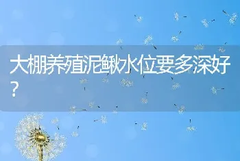 大棚养殖泥鳅水位要多深好？