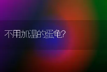 不用加温的蛋龟？