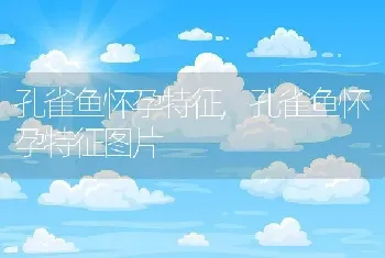 孔雀鱼怀孕特征，孔雀鱼怀孕特征图片