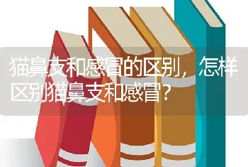 猫鼻支和感冒的区别，怎样区别猫鼻支和感冒？