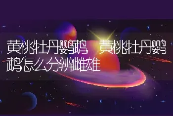 黄桃牡丹鹦鹉，黄桃牡丹鹦鹉怎么分辨雌雄