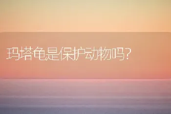 玛塔龟是保护动物吗？