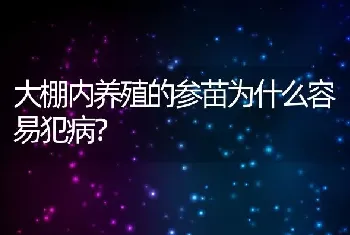 大棚内养殖的参苗为什么容易犯病？