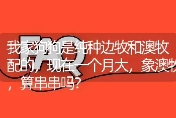 我家狗狗是纯种边牧和澳牧配的，现在一个月大，象澳牧，算串串吗？