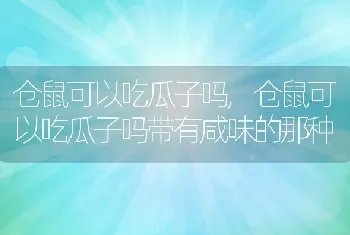 仓鼠可以吃瓜子吗，仓鼠可以吃瓜子吗带有咸味的那种