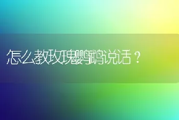 怎么教玫瑰鹦鹉说话？