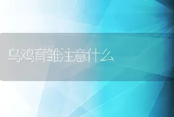 乌鸡育雏注意什么