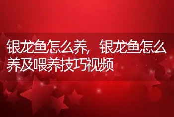 银龙鱼怎么养，银龙鱼怎么养及喂养技巧视频