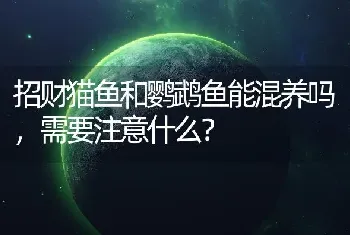 招财猫鱼和鹦鹉鱼能混养吗，需要注意什么？