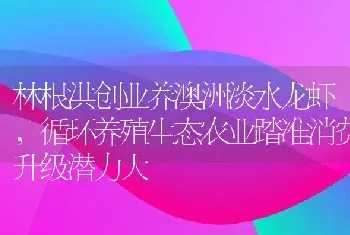 林根洪创业养澳洲淡水龙虾，循环养殖生态农业踏准消费升级潜力大