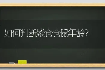 脖子上长毛的猫？