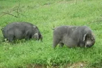 野猪配种需要注意些什么