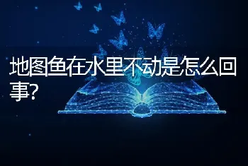 地图鱼在水里不动是怎么回事？