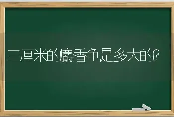 三厘米的麝香龟是多大的？