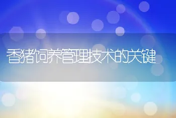 香猪饲养管理技术的关键