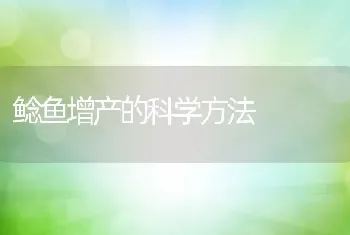 鲶鱼增产的科学方法