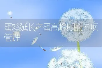 蛋鸡延长产蛋高峰期的五项管理