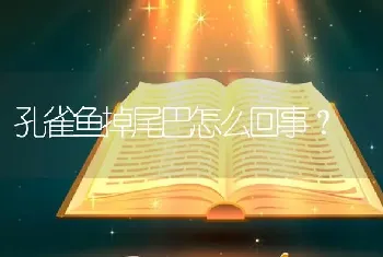 孔雀鱼掉尾巴怎么回事？