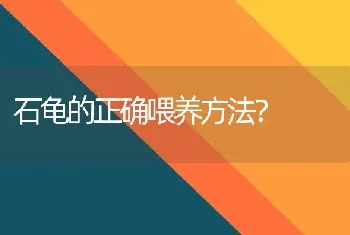 石龟的正确喂养方法？