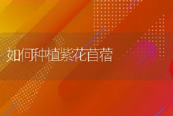 仔猪水肿病与饲料营养的关系