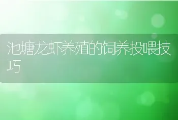 池塘龙虾养殖的饲养投喂技巧