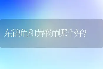 东锦龟和黄喉龟哪个好？