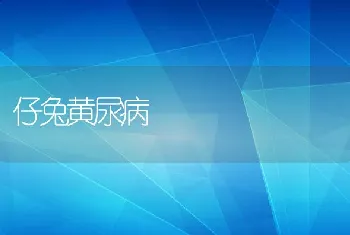 仔兔黄尿病