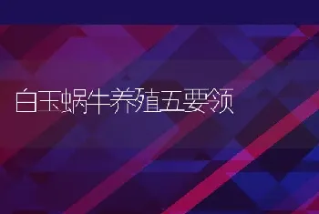 白玉蜗牛养殖五要领