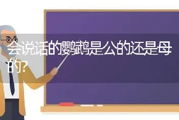 会说话的鹦鹉是公的还是母的？