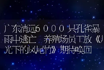 广东清远6000只孔雀暴雨中逃亡 养殖场员工放《月光下的凤尾竹》期待唤回