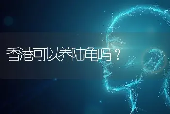 香港可以养陆龟吗？