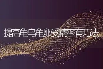 提高龟乌龟卵受精率有巧法