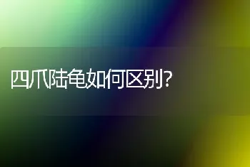 四爪陆龟如何区别？