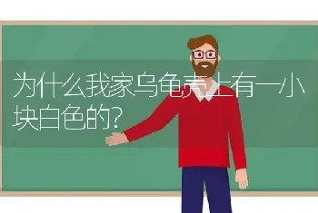 为什么我家乌龟壳上有一小块白色的？