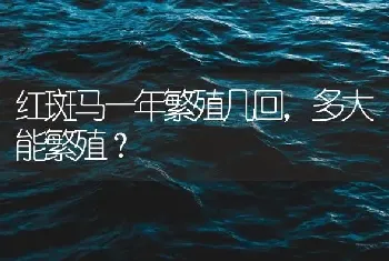 红斑马一年繁殖几回，多大能繁殖？