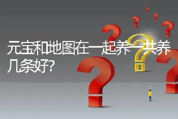 元宝和地图在一起养一共养几条好？