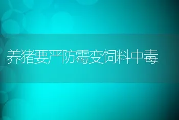 养猪要严防霉变饲料中毒