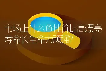 市场上什么鱼性价比高漂亮寿命长生命力顽强？